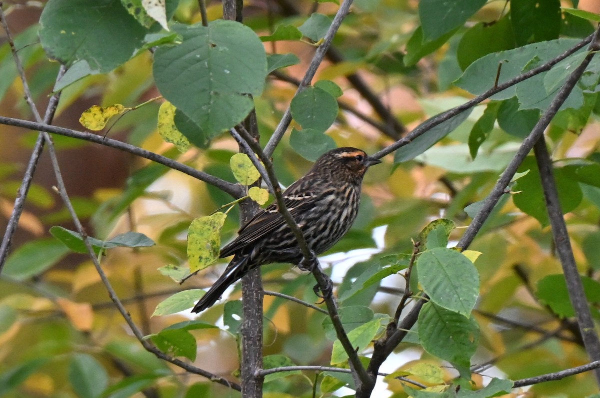 vlhovec červenokřídlý - ML644681737