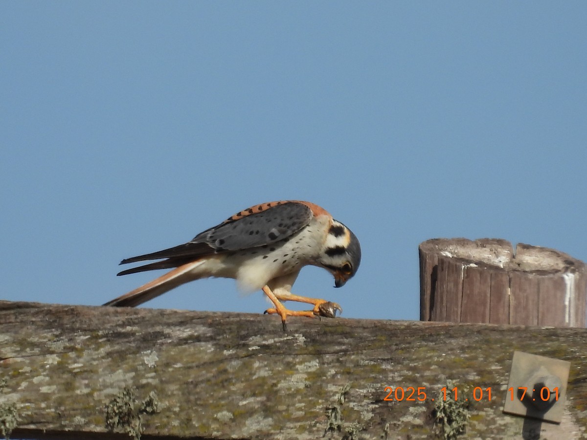 poštolka pestrá - ML644681738