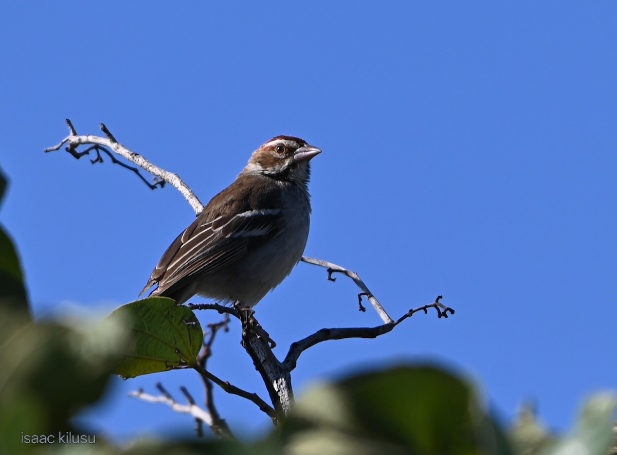 přádelník hnědohlavý - ML644681739