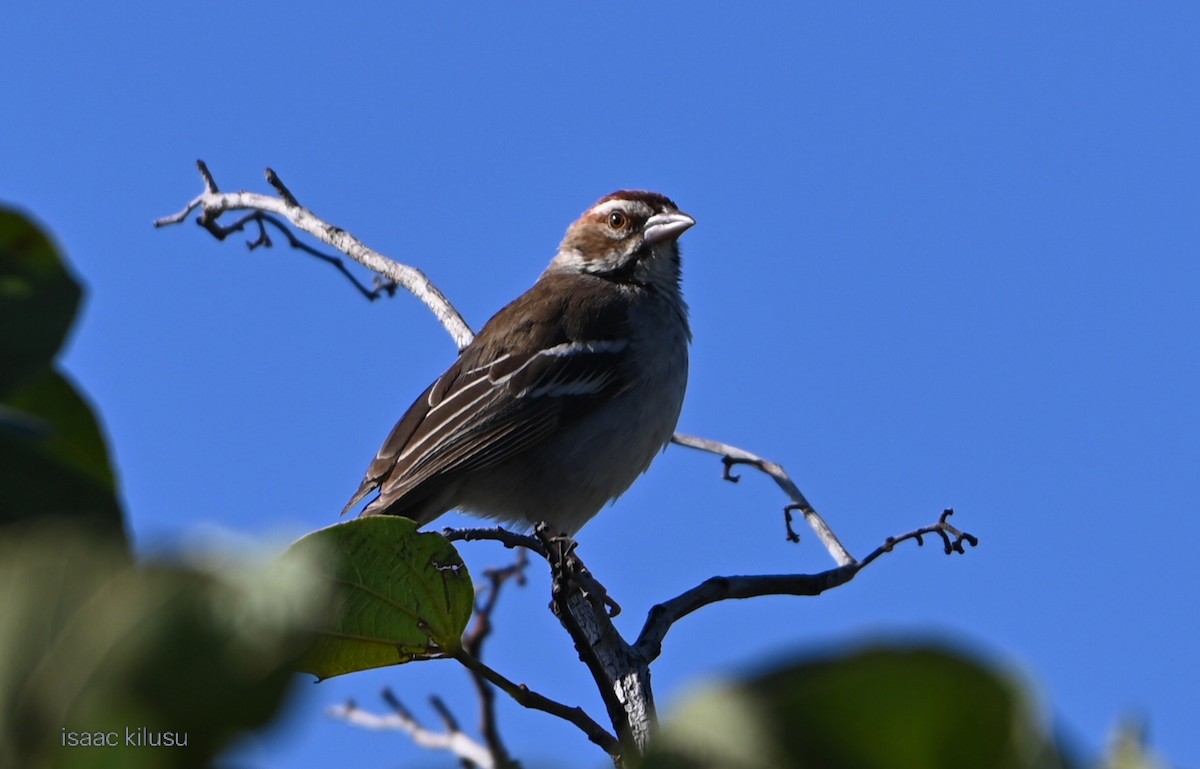 přádelník hnědohlavý - ML644681740