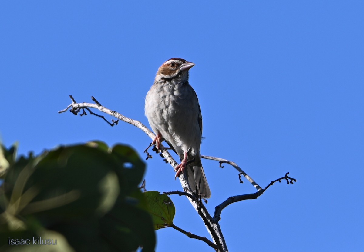 přádelník hnědohlavý - ML644681741