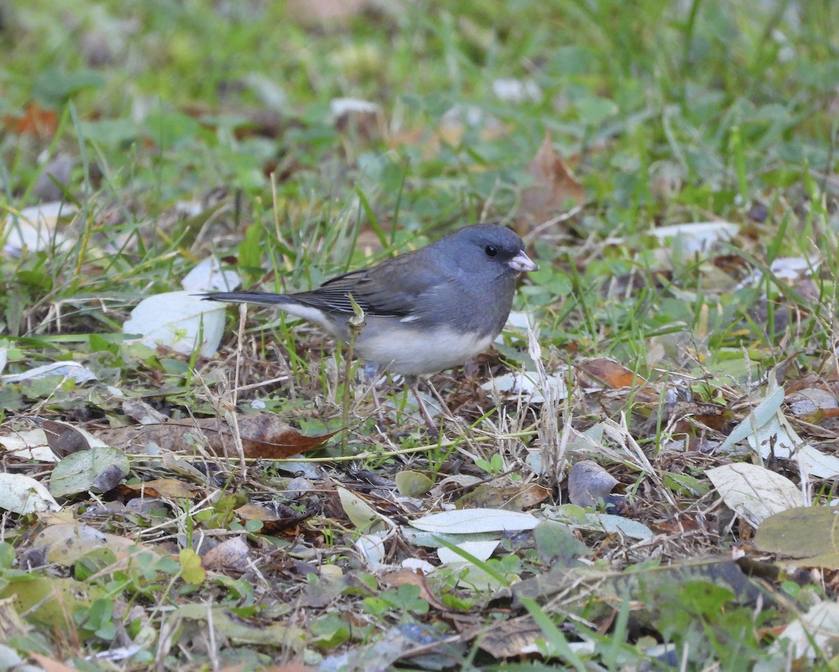 strnadec zimní - ML644681742