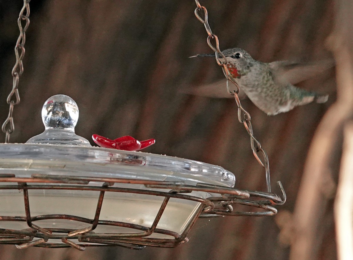 kalypta růžovohlavá - ML644681743