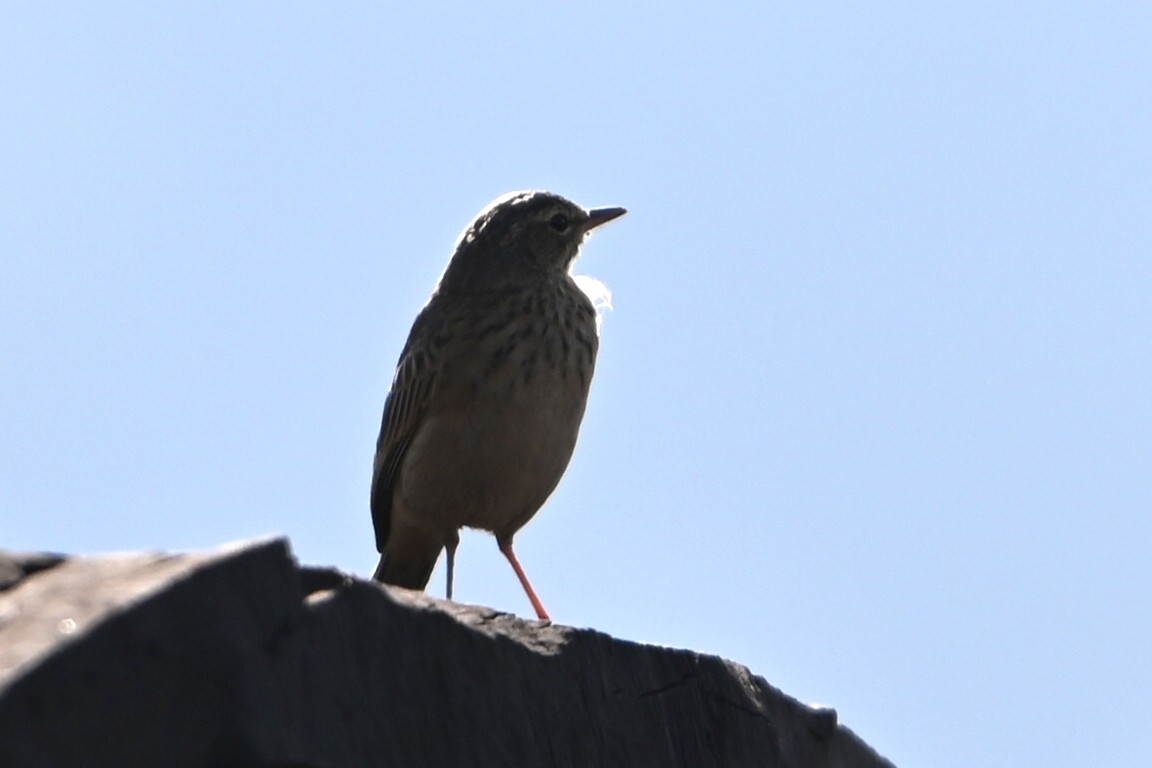 linduška dlouhozobá - ML644681747