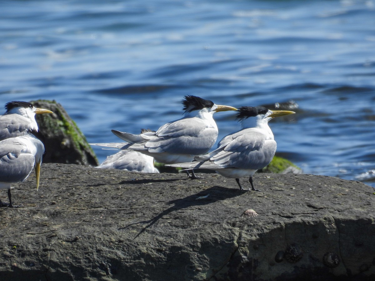 rybák chocholatý - ML644681748