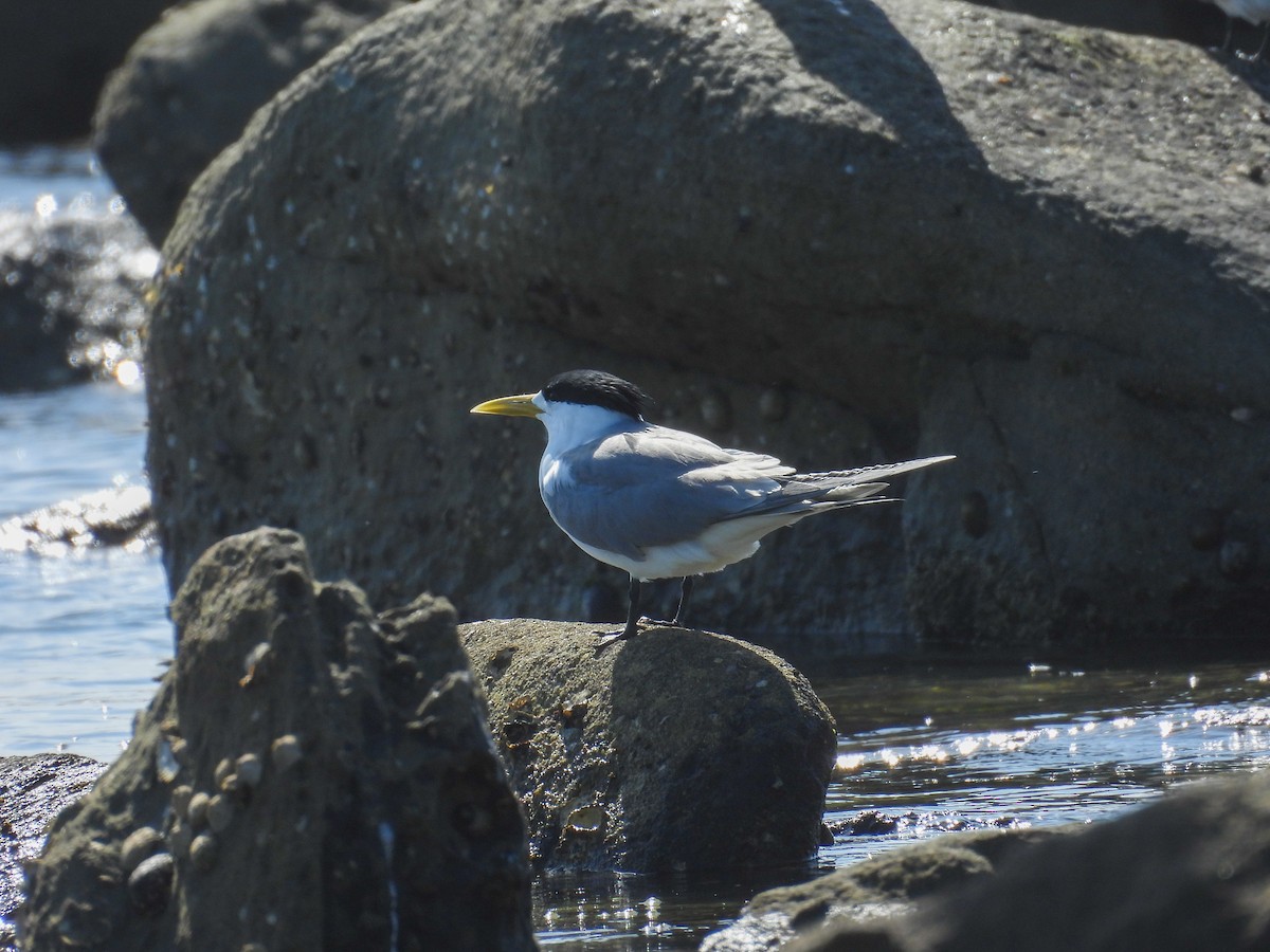 rybák chocholatý - ML644681749
