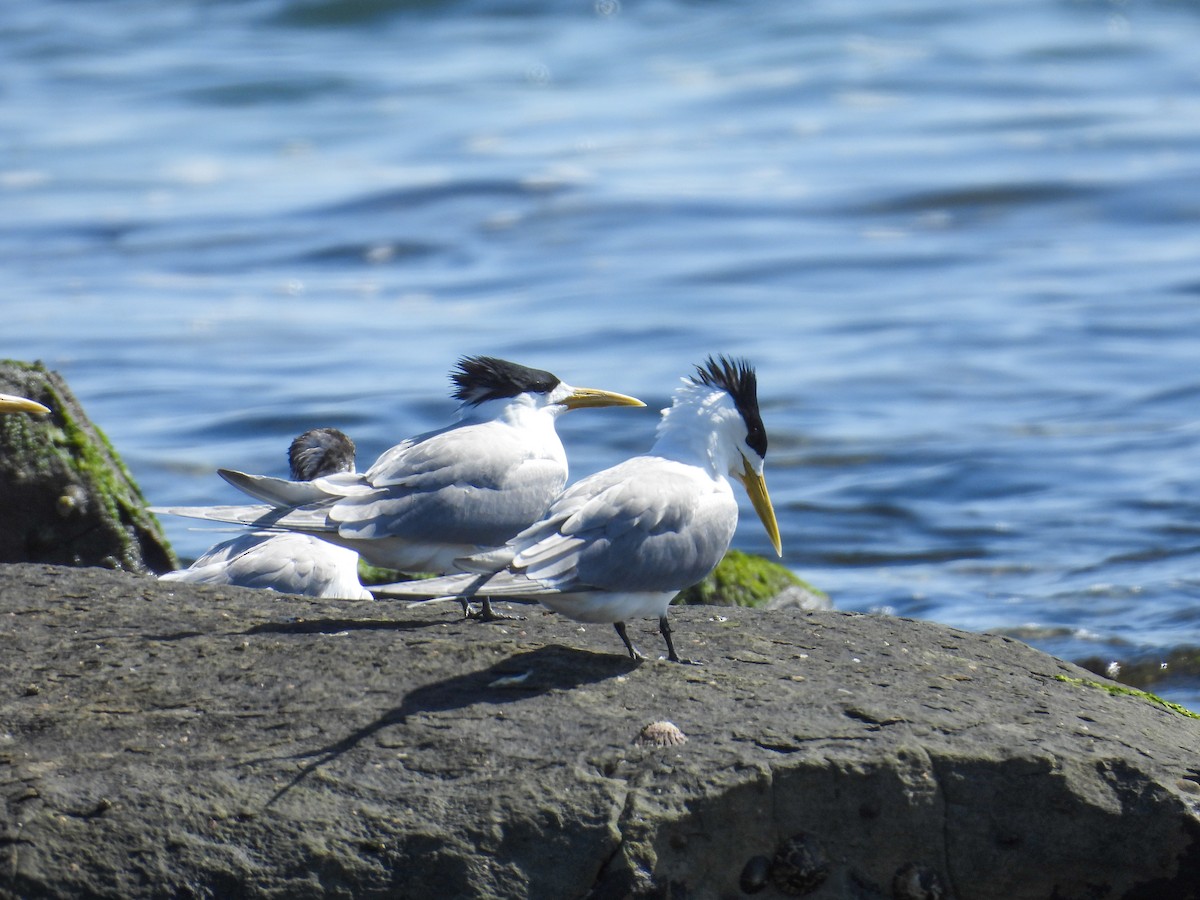 rybák chocholatý - ML644681750