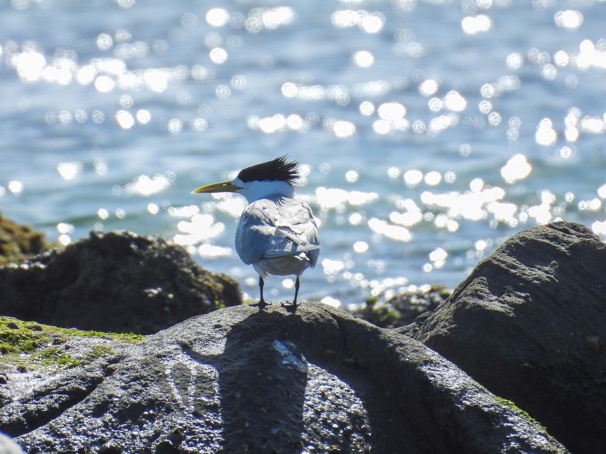 rybák chocholatý - ML644681751