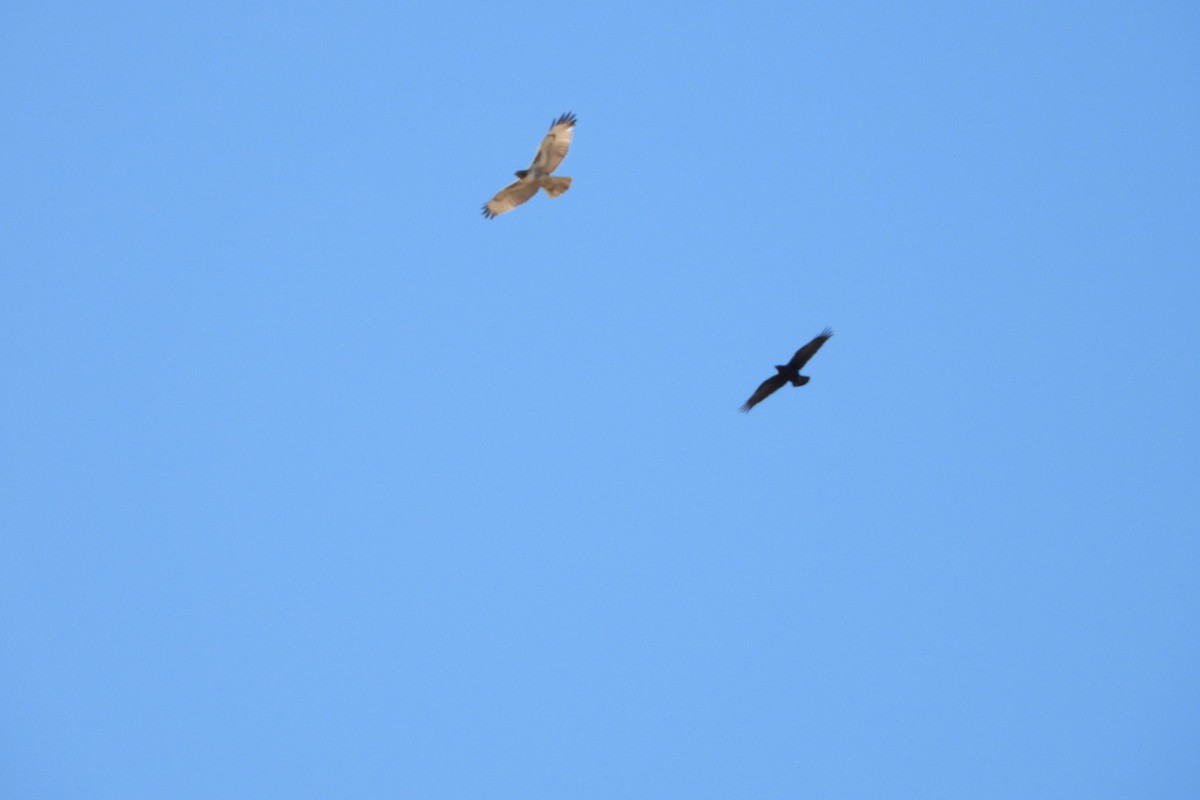 káně rudochvostá - ML644681753