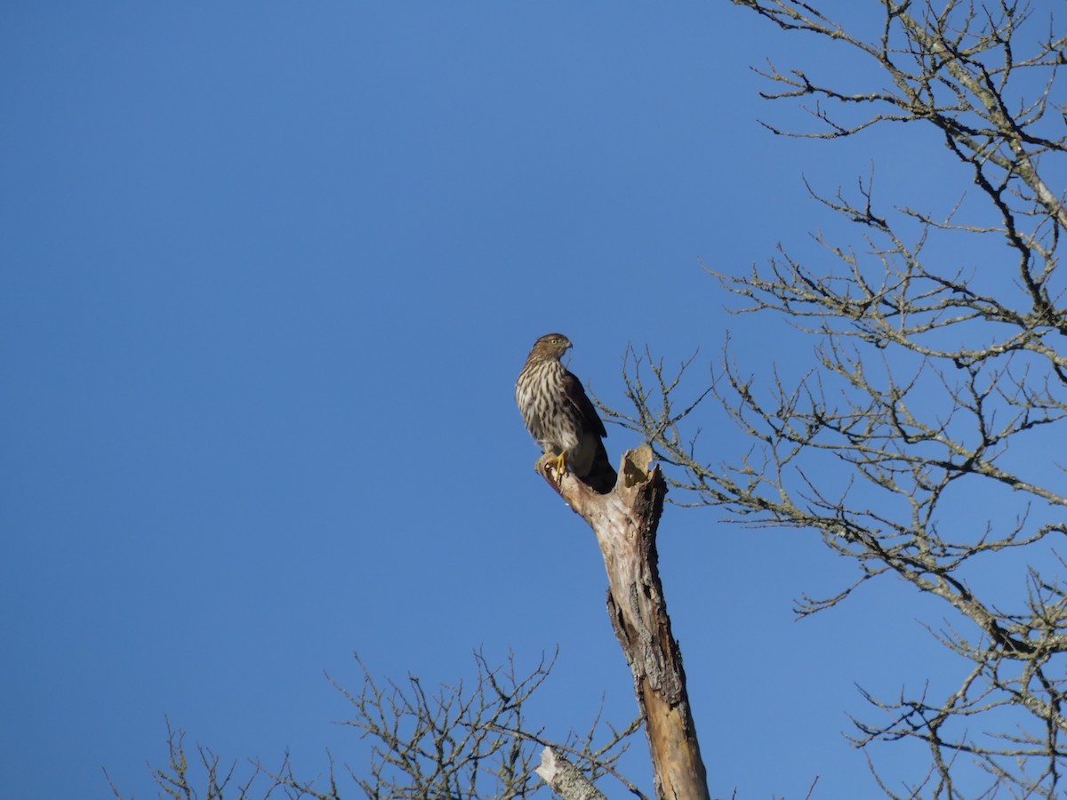 jestřáb americký - ML644681754