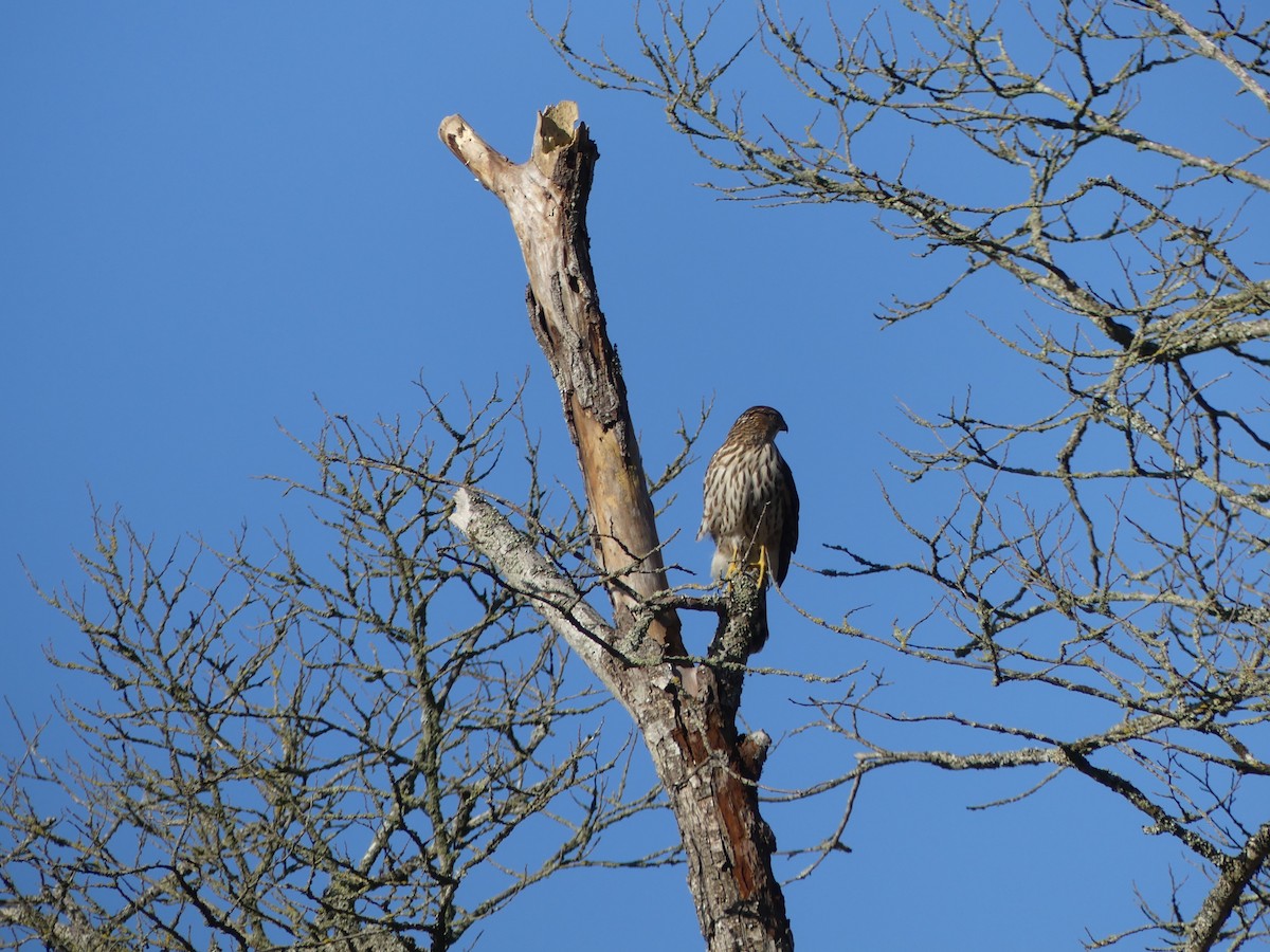 jestřáb americký - ML644681755