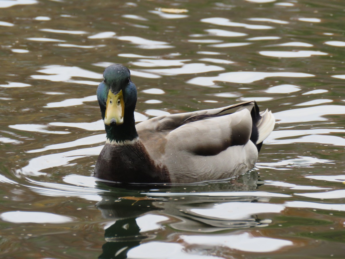 kachna divoká - ML644681756