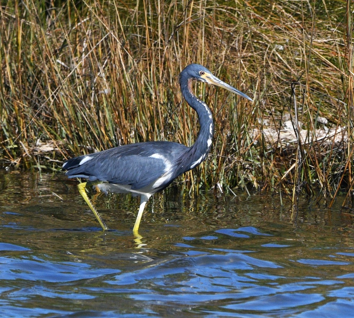 volavka tříbarvá - ML644681758