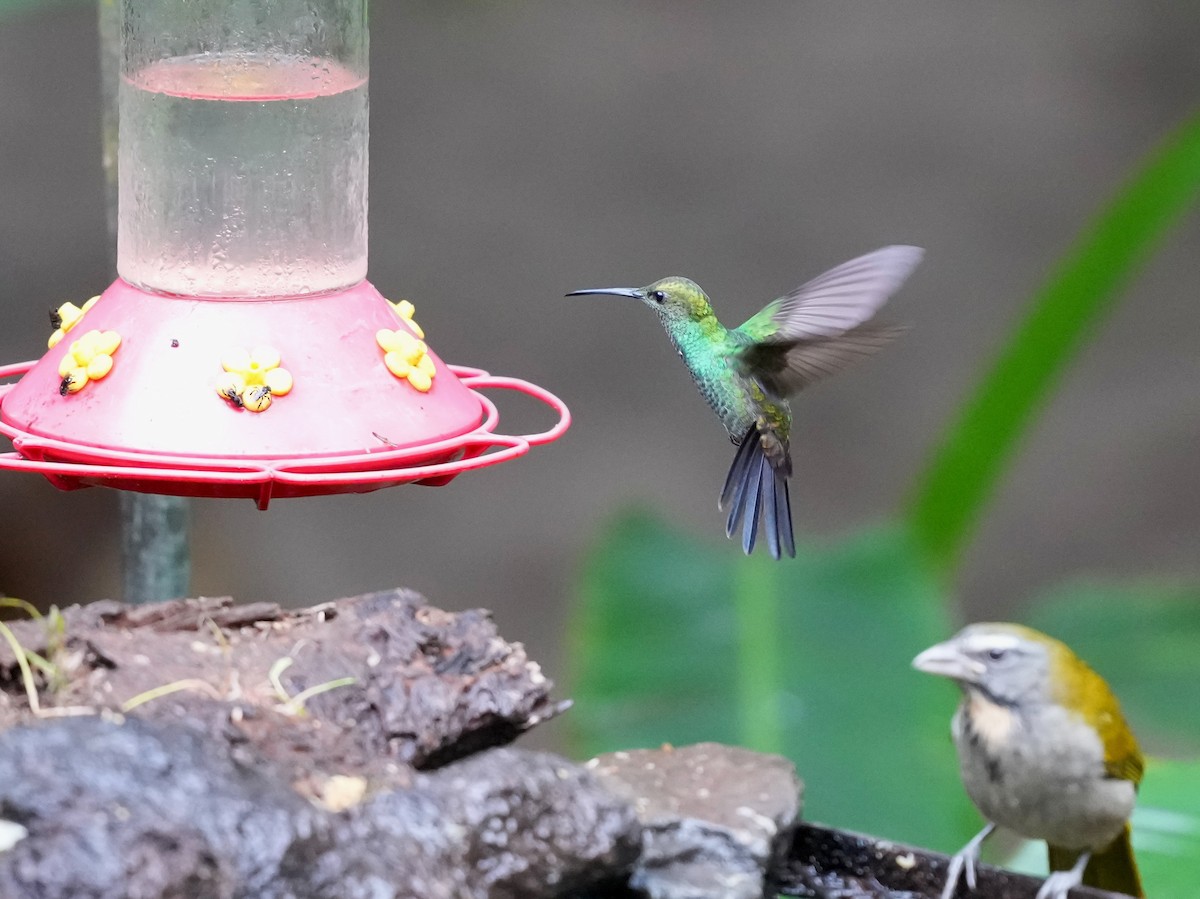 kolibřík bělořitý - ML644681759