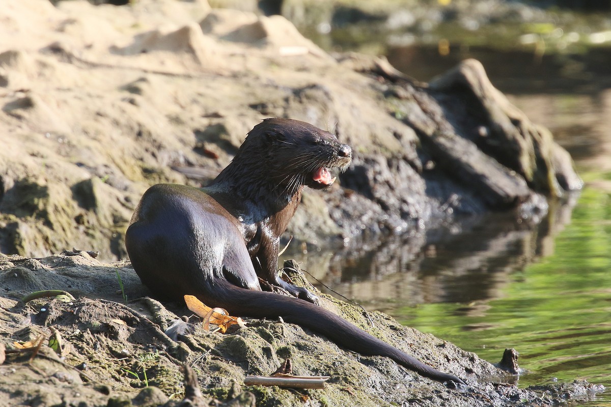 North American River Otter - ML644681761