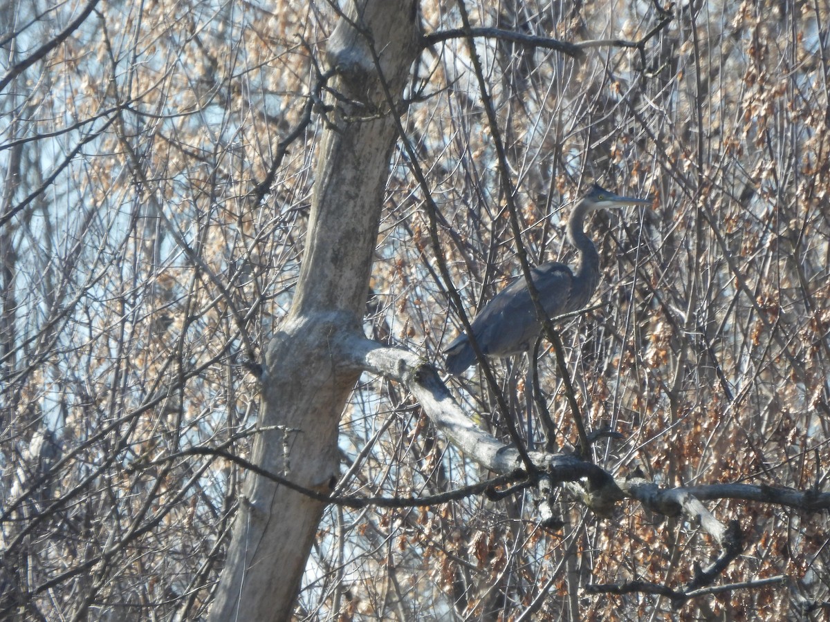 volavka velká - ML644681762