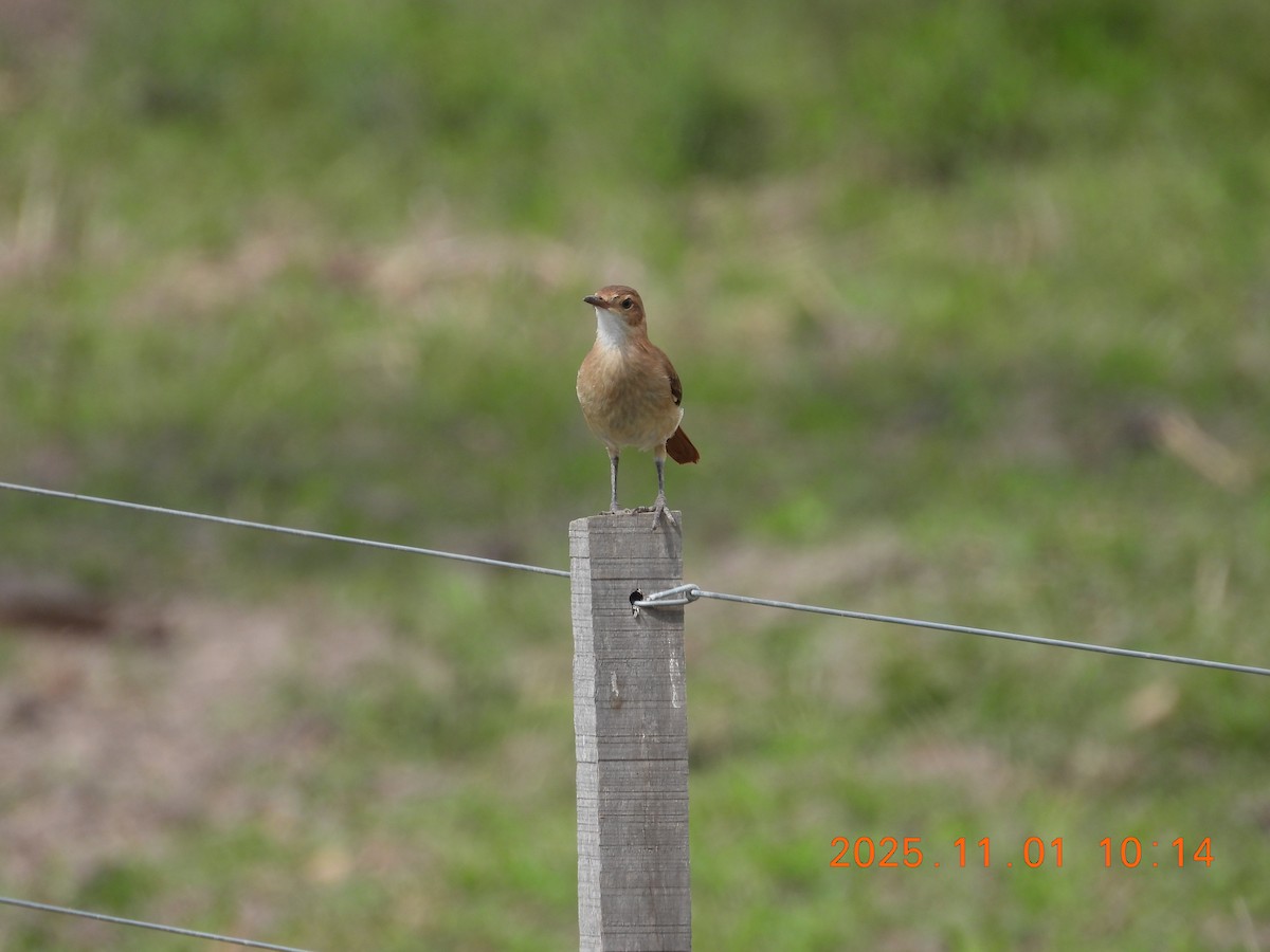Rufous Hornero - ML644681763