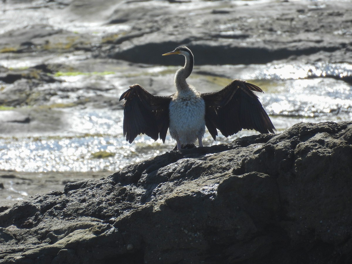 anhinga australská - ML644681764