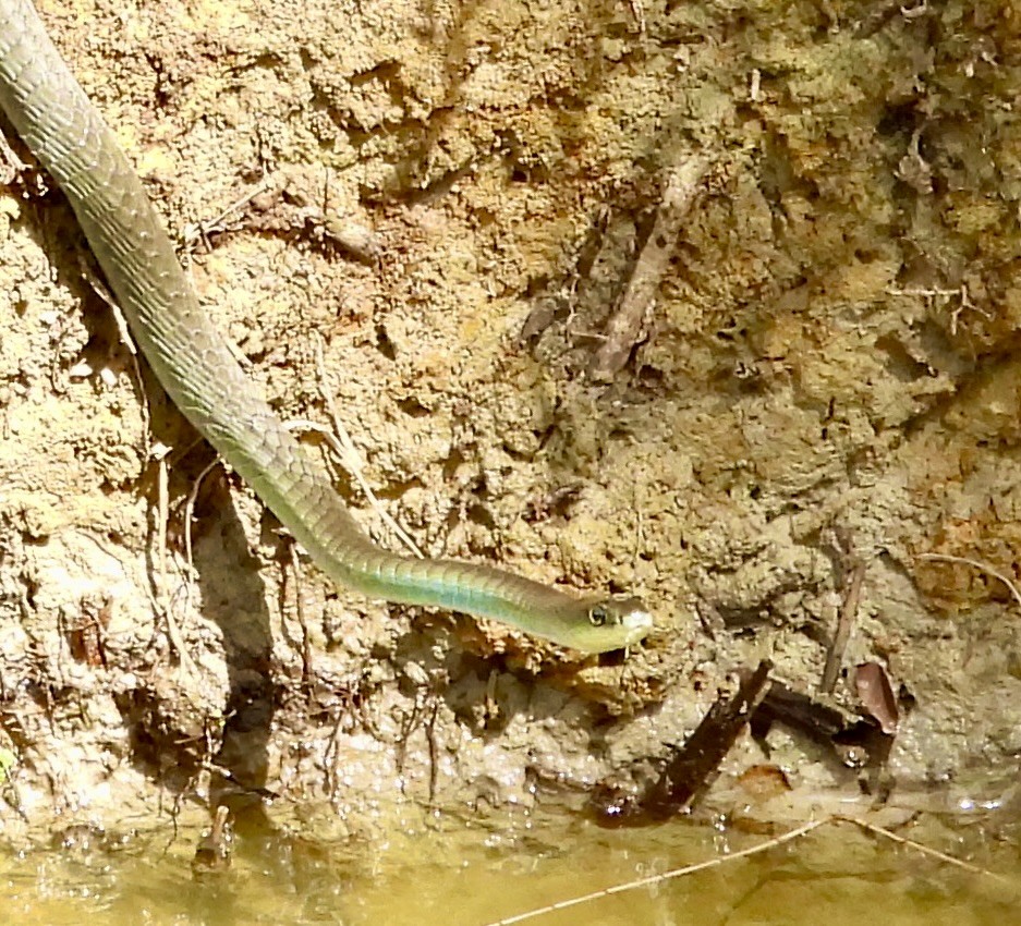 Common Tree Snake - ML644681775