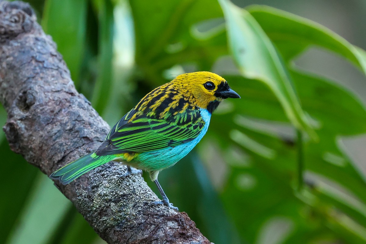 Gilt-edged Tanager - ML644681776