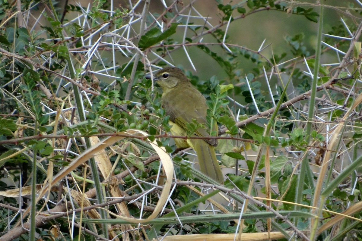 Yellow-bellied Greenbul - ML644681778