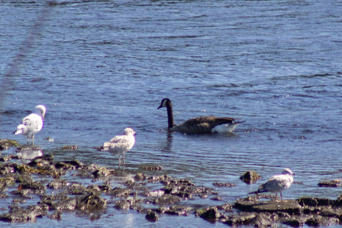 Канад галуу - ML644681779