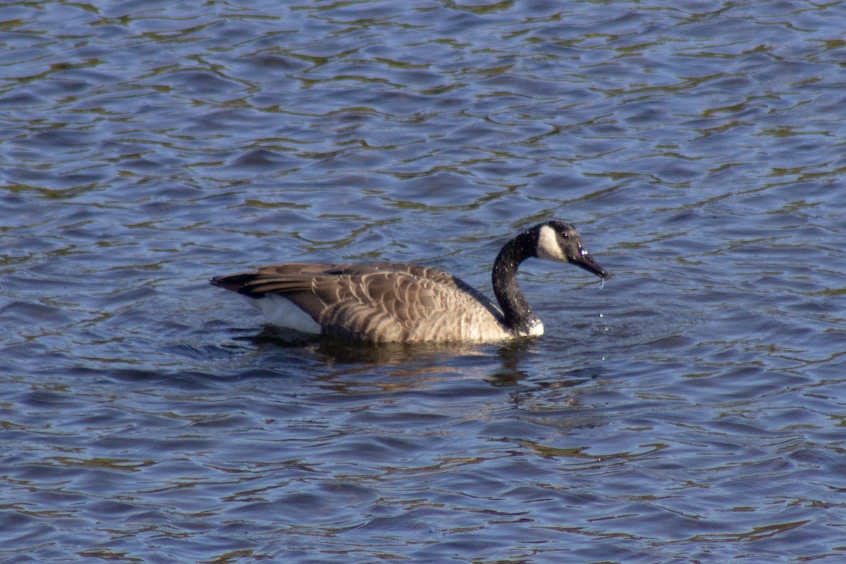 Канад галуу - ML644681780