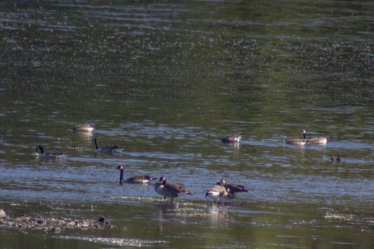 Канад галуу - ML644681781