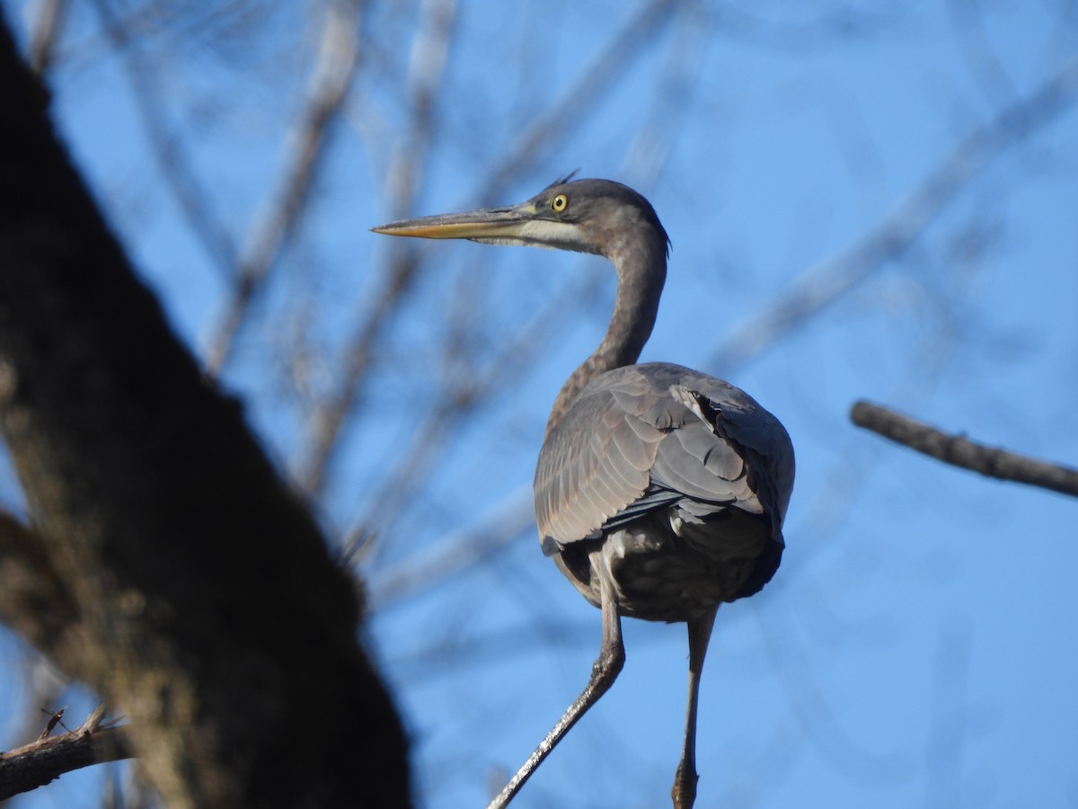 Great Blue Heron - ML644681782