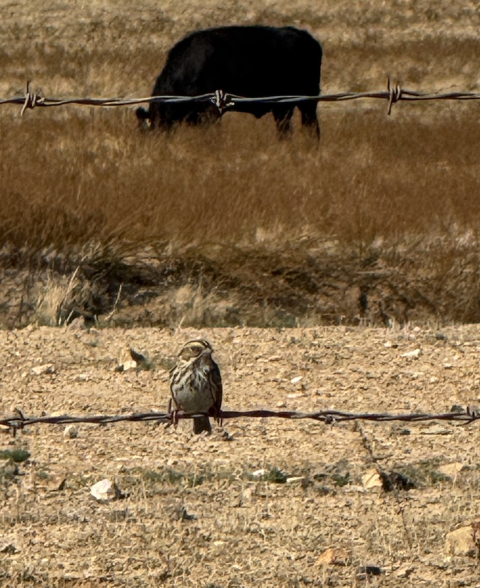 Savannah Serçesi - ML644681785