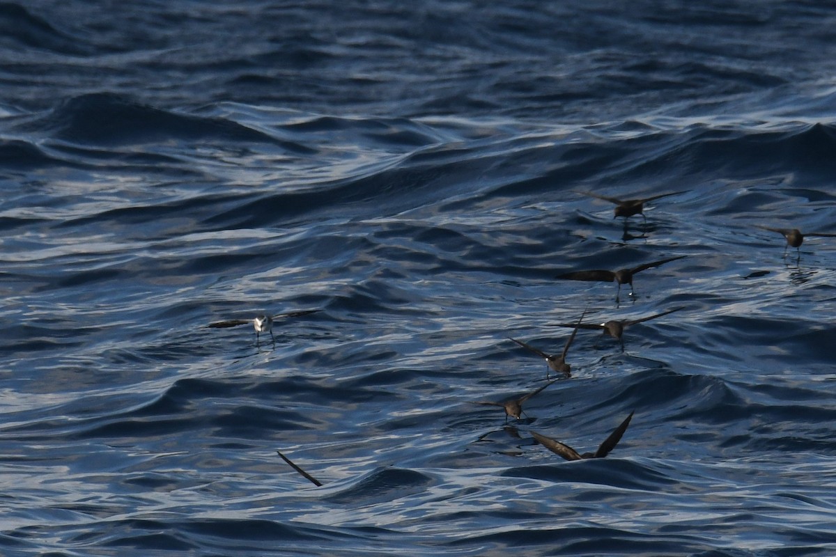 White-faced Storm-Petrel - ML644681787