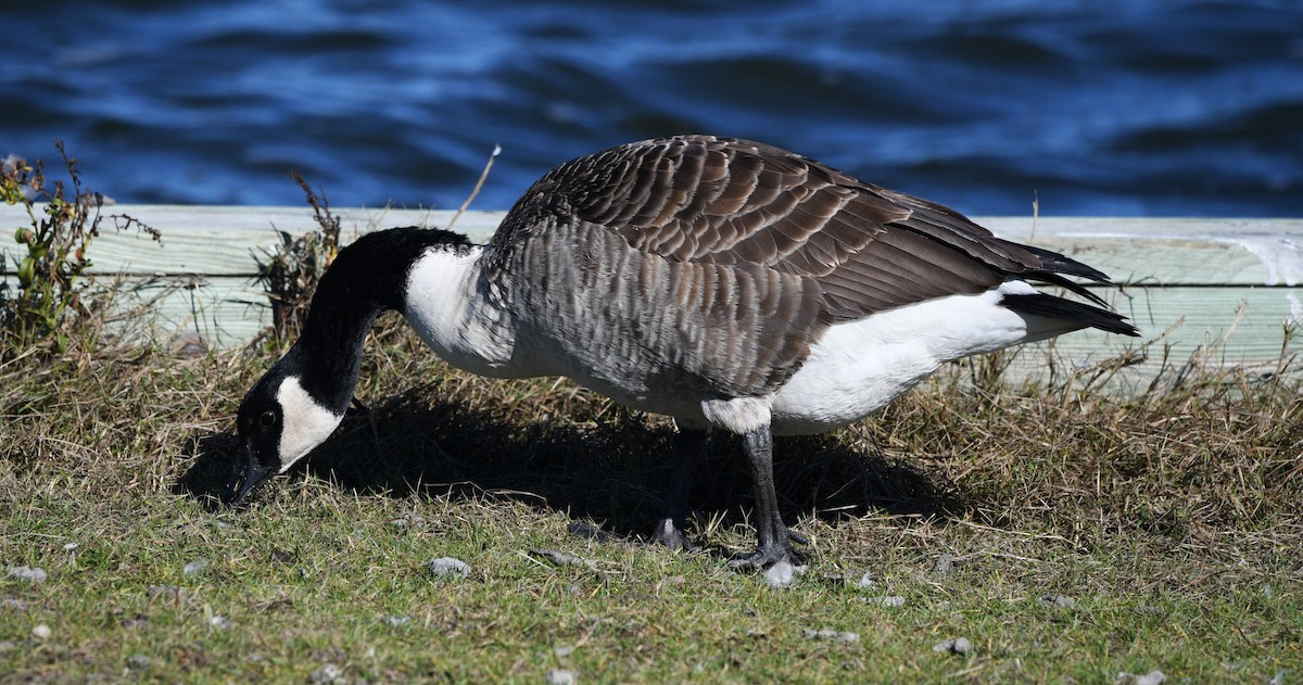 Branta kanadar handia - ML644681798