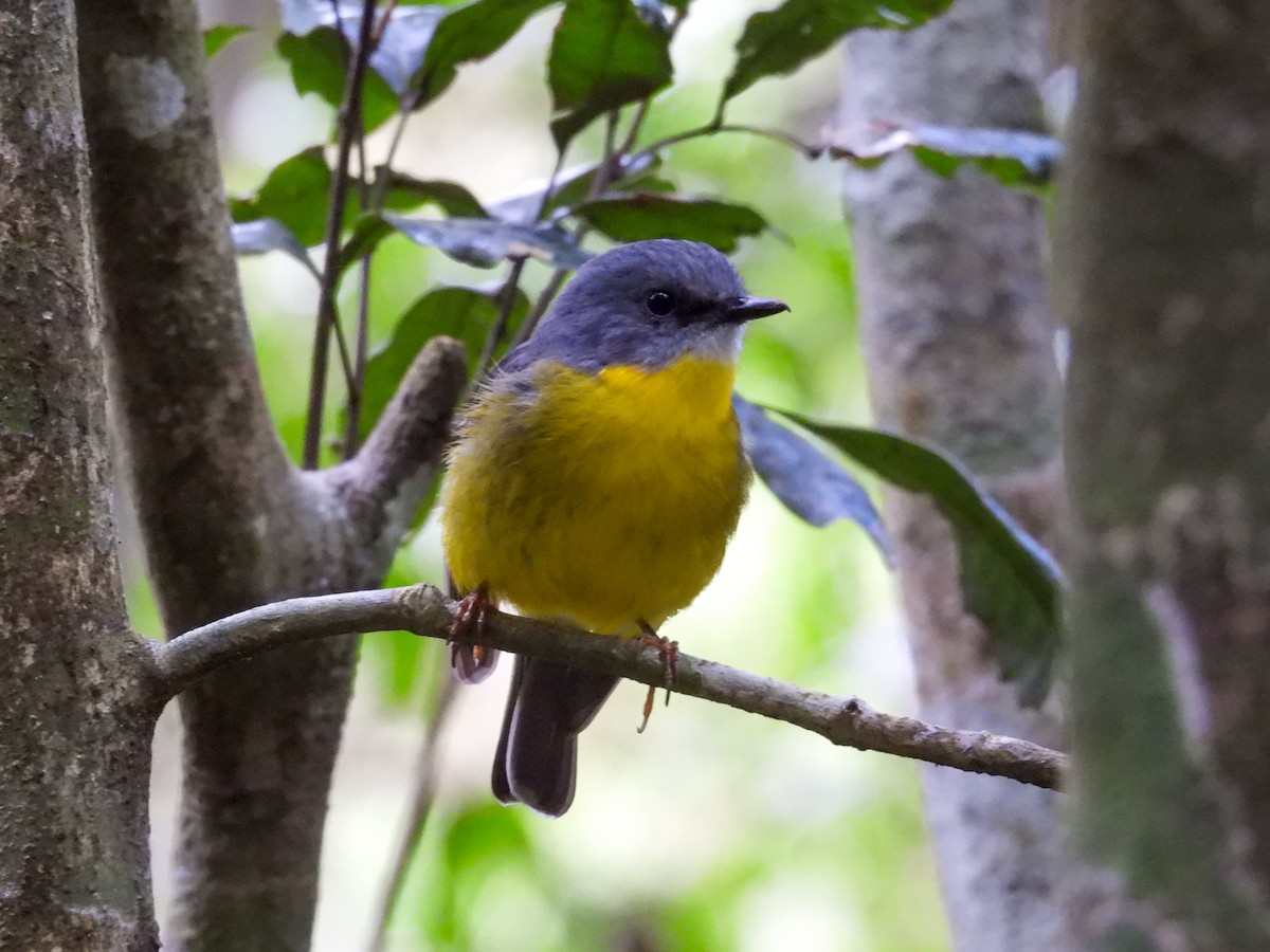 Жёлтая дриада - ML644681800