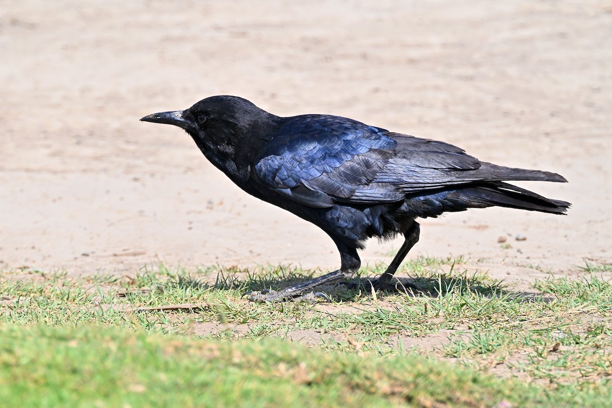 Cape Crow - ML644681801