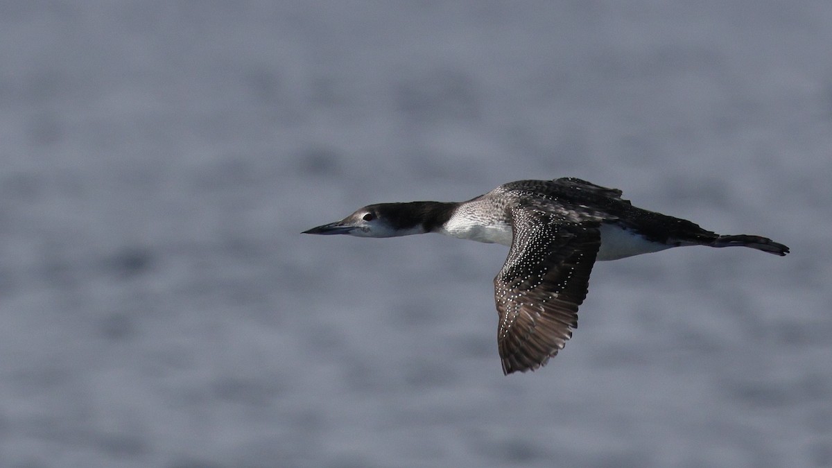 Aliota handia - ML644681802