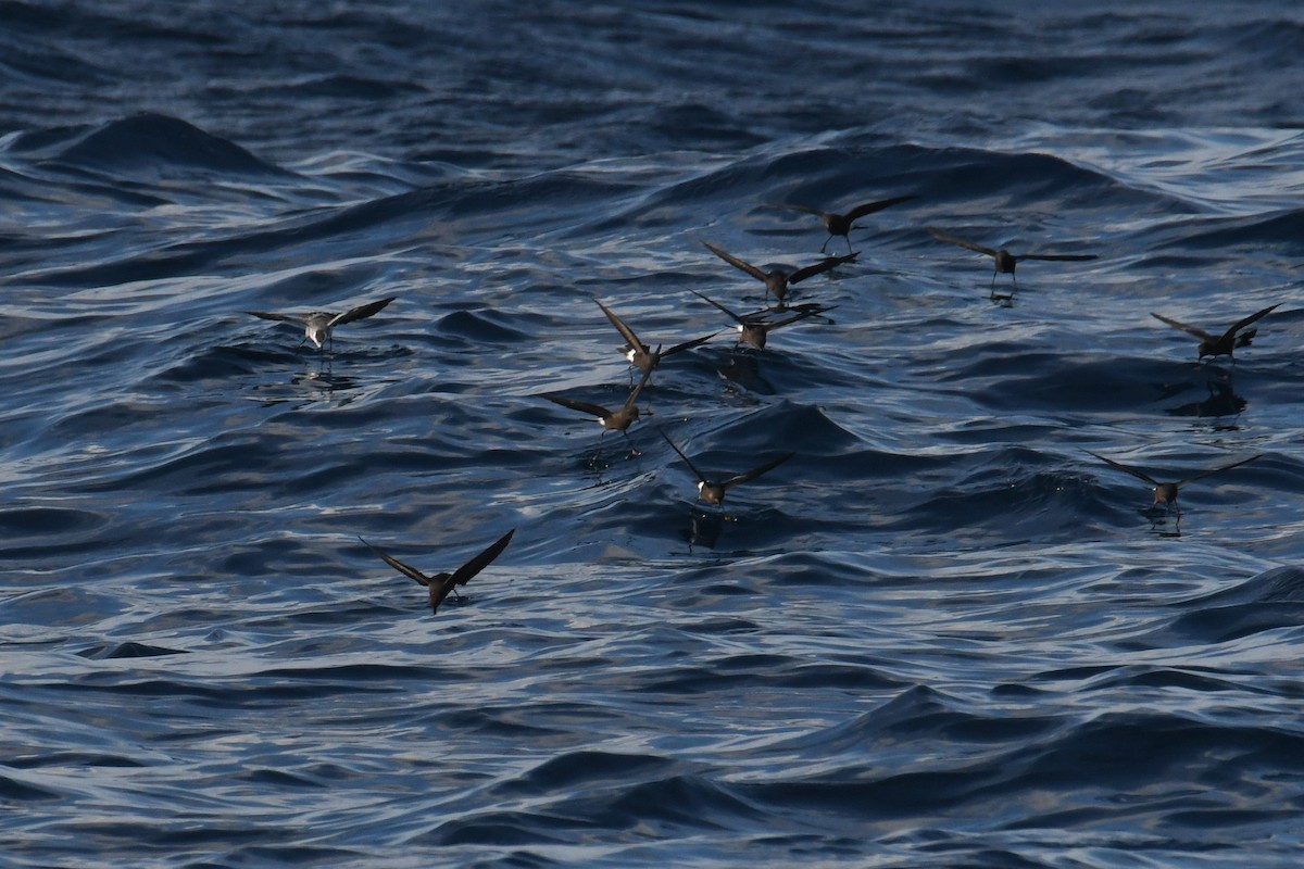 Ekaitz-txori musuzuria - ML644681803