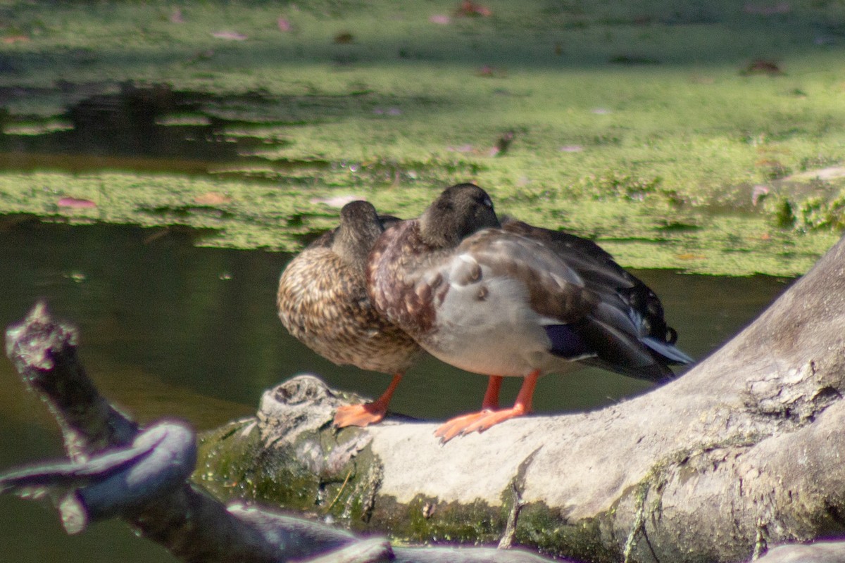 Basahatea - ML644681804