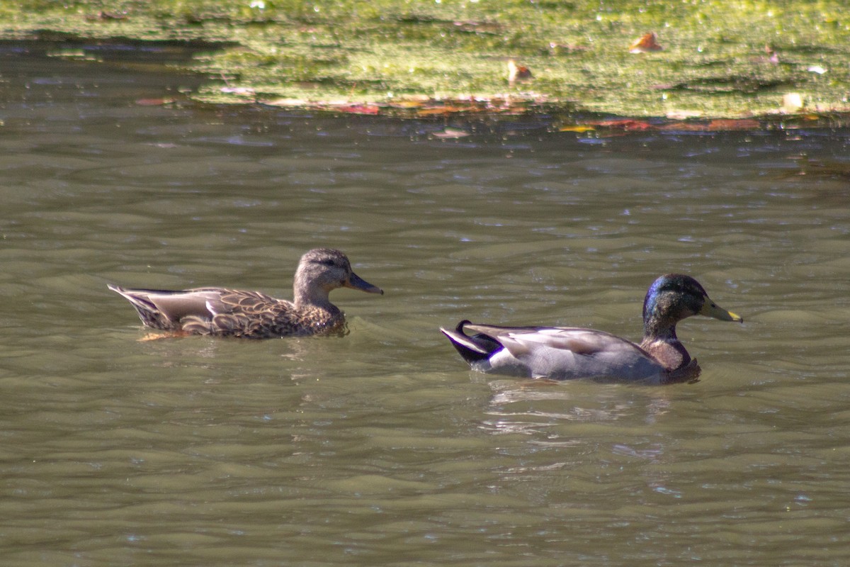 Basahatea - ML644681805