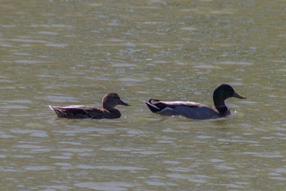 Basahatea - ML644681806