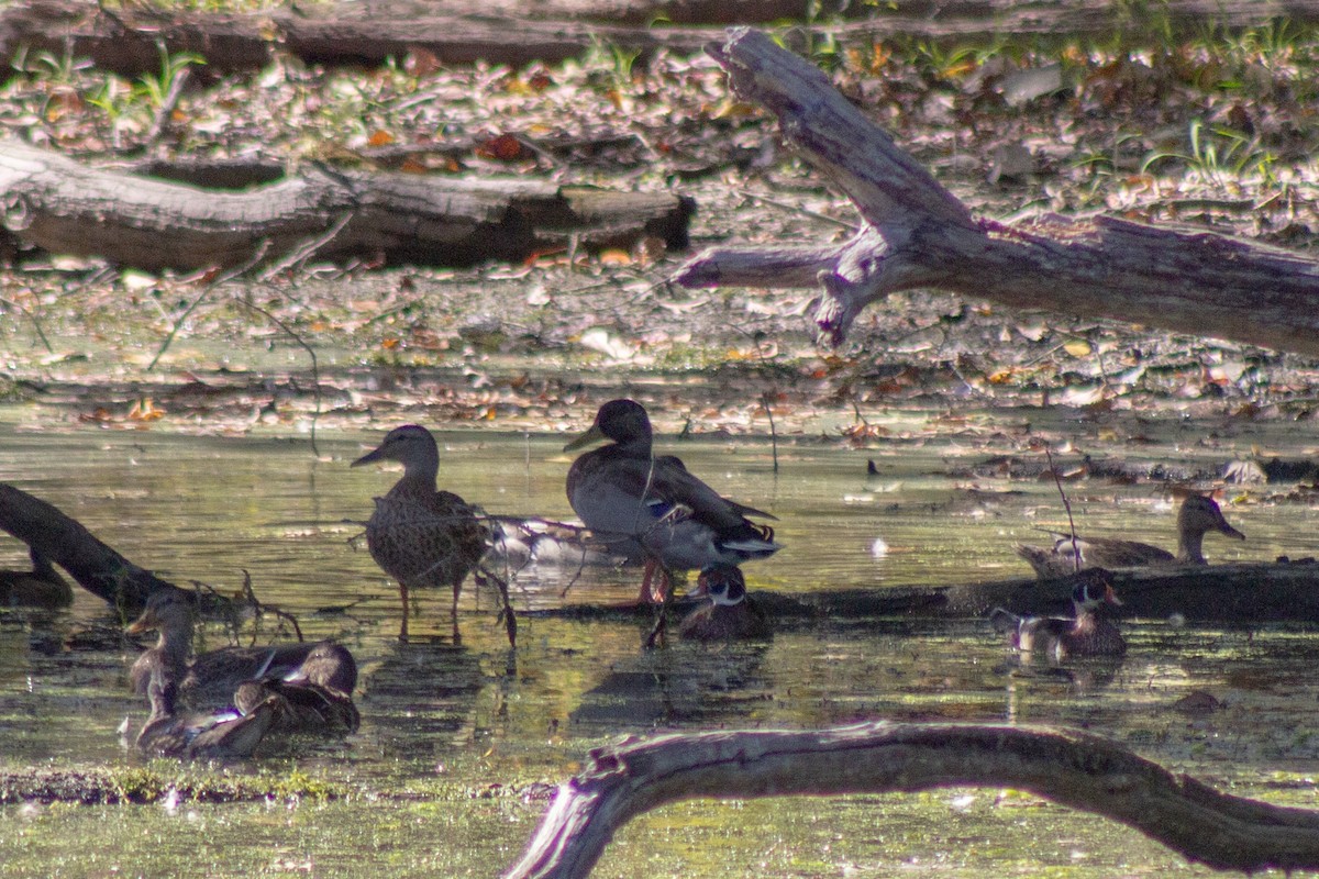 Basahatea - ML644681807