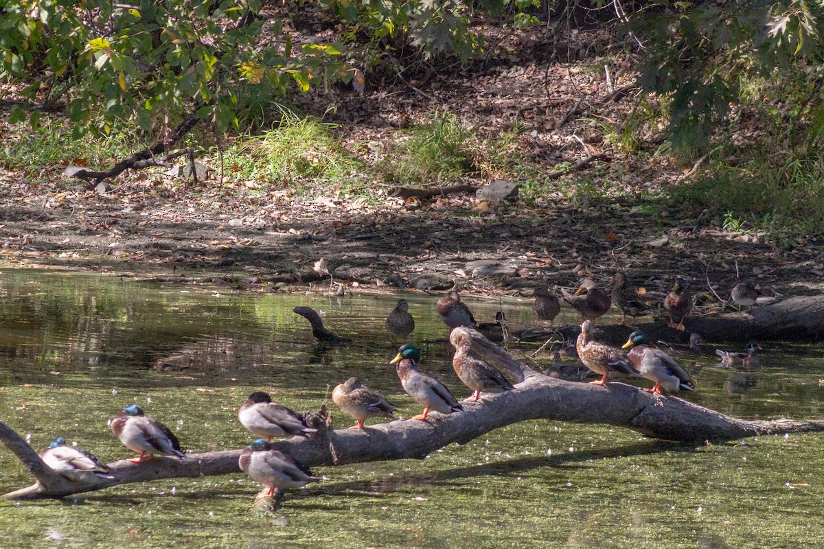 Basahatea - ML644681808