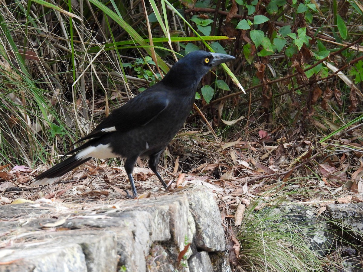 Pied Currawong - ML644681810
