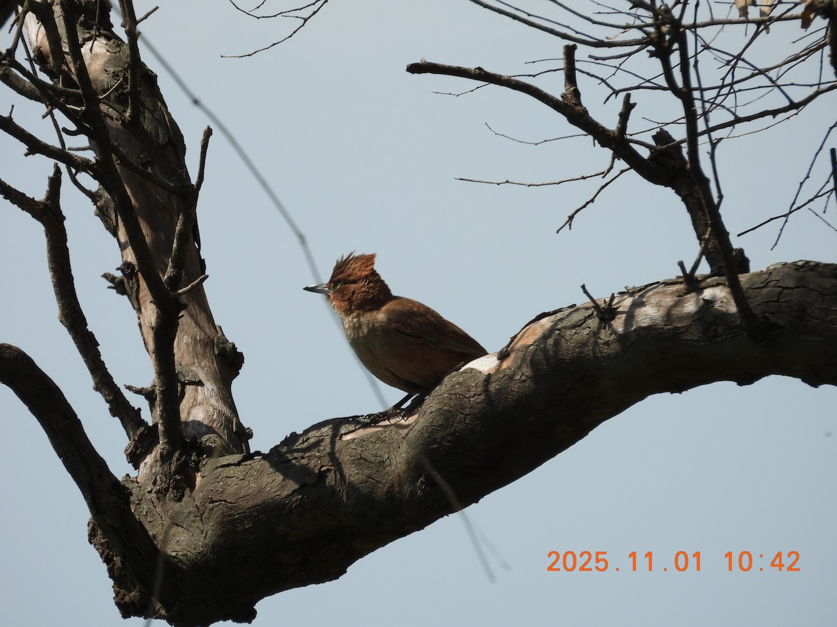 Brown Cacholote - ML644681811