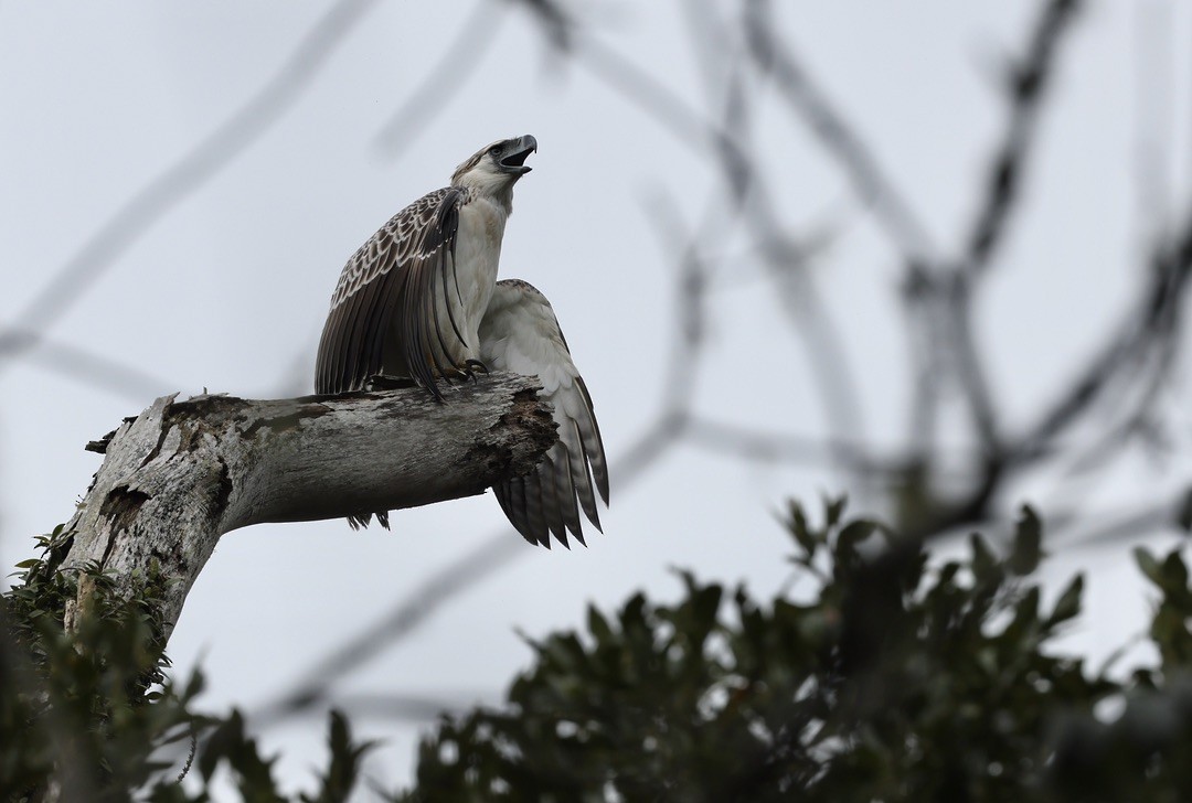 Philippine Eagle - ML644681813