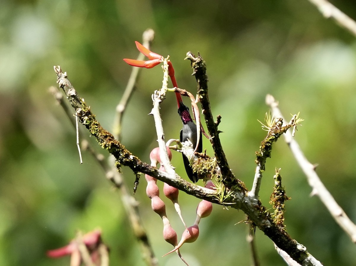Long-billed Starthroat - ML644681814