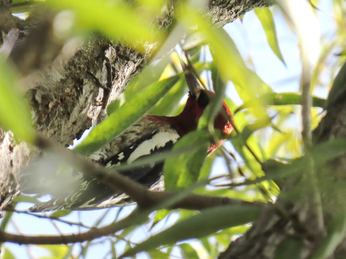 Red-breasted Sapsucker - ML644681815