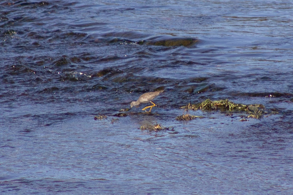 Kuliska hankahori handia - ML644681817