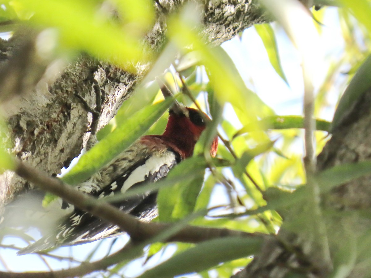 Red-breasted Sapsucker - ML644681818