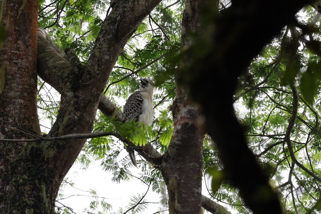 Philippine Eagle - ML644681819