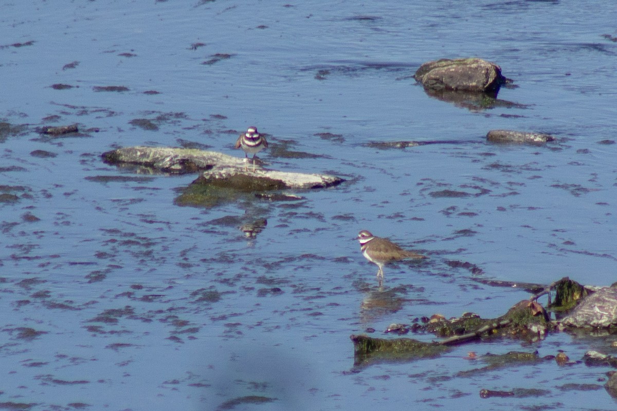 Kildir txirritxoa - ML644681820